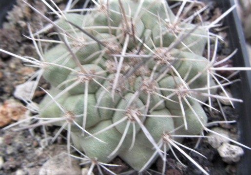 Copiapoa <br>grandiflora