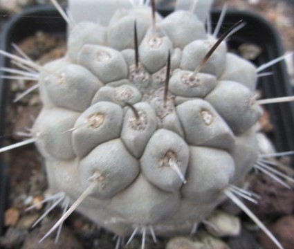 Copiapoa <br>cinerea albispina
