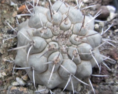 Copiapoa <br>cinerea albispina