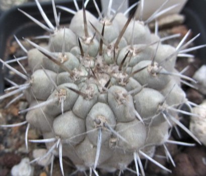 Copiapoa <br>cinerea albispina