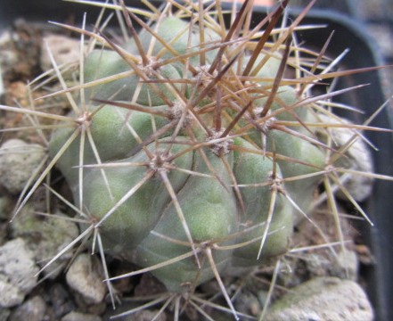 Copiapoa <br>haseltoniana eremophila