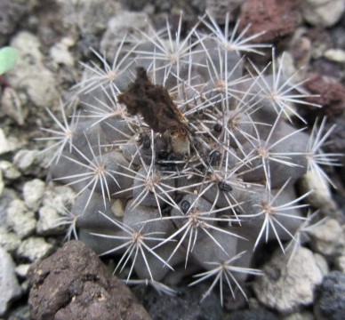 Copiapoa <br>tocopillana