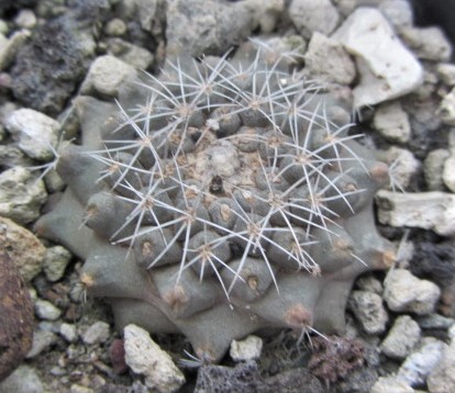 Copiapoa <br>tocopillana