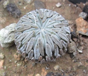 Pelecyphora <br>aselliformis