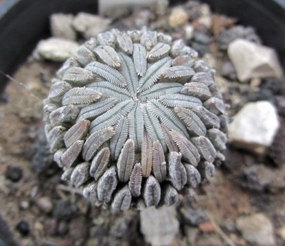 Pelecyphora <br>aselliformis