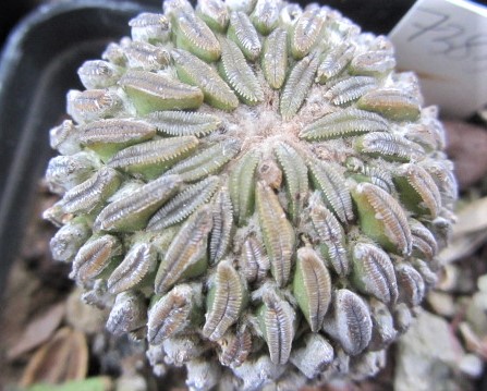 Pelecyphora <br>aselliformis