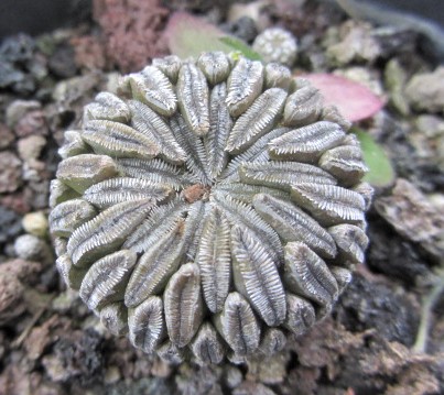 Pelecyphora <br>aselliformis