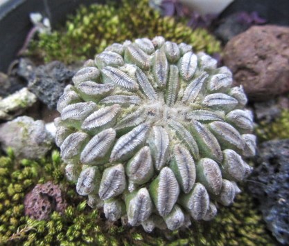 Pelecyphora <br>aselliformis