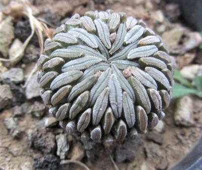 Pelecyphora <br>aselliformis