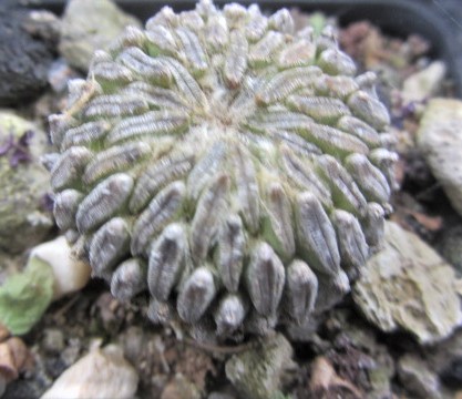 Pelecyphora <br>aselliformis