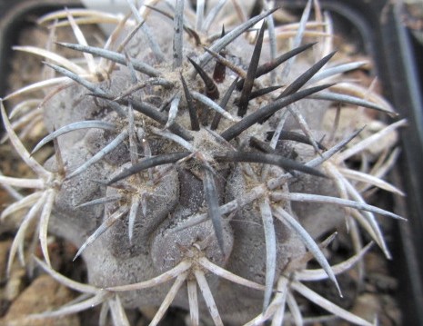 Copiapoa <br>echinoides 