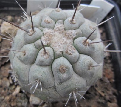Copiapoa <br>cinerea