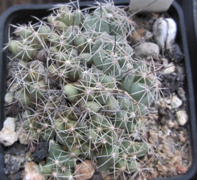 Coryphantha runyoni forma