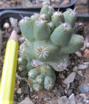 Coryphantha <br>runyoni inermis