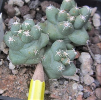 Coryphantha <br>runyoni inermis