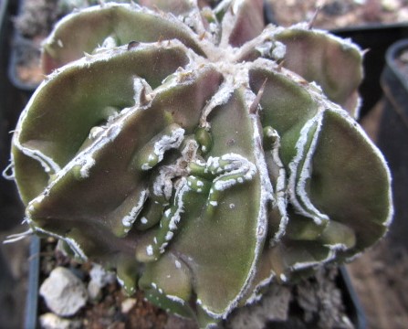 Astrophytum <br>myriostigma fukuryo