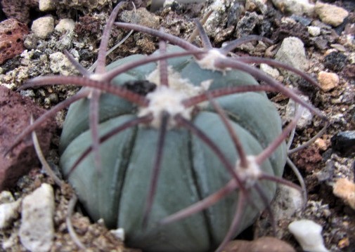 Echinocactus <br>horizonthalonius