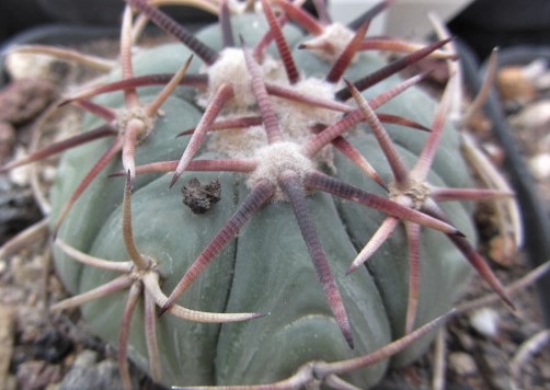 Echinocactus <br>horizonthalonius
