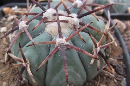 Echinocactus <br>horizonthalonius