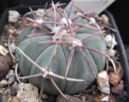 Echinocactus <br>horizonthalonius
