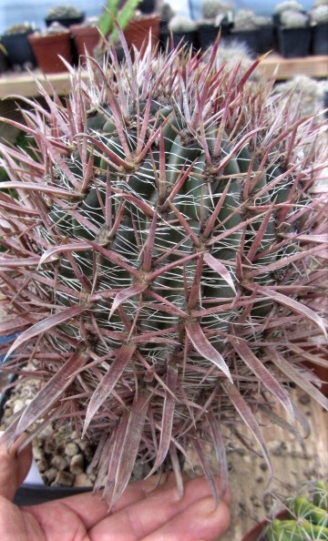 Ferocactus <br>gracilis coloratus
