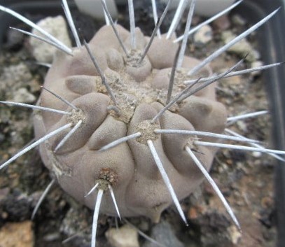 Copiapoa <br>dealbata