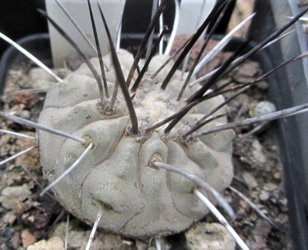 Copiapoa <br>dealbata