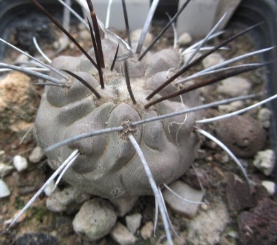 Copiapoa <br>dealbata