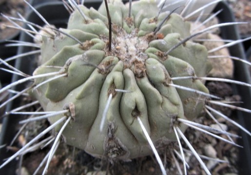 Copiapoa <br>dealbata