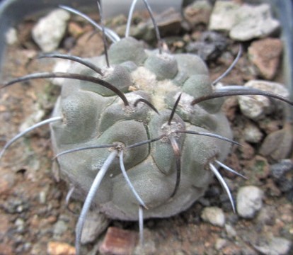 Copiapoa <br>dealbata