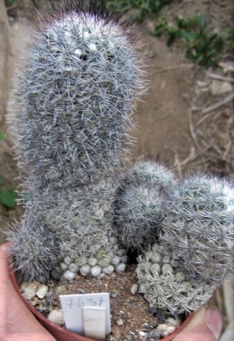 Mammillaria <br>sp