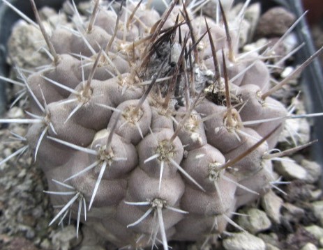 Copiapoa <br>cinerea cv?  