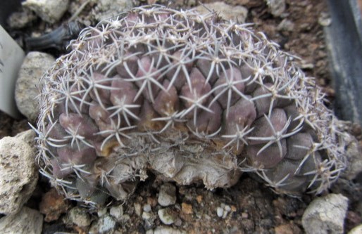 Turbinicarpus <br>lophophoroides crest