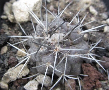 Copiapoa <br>australis
