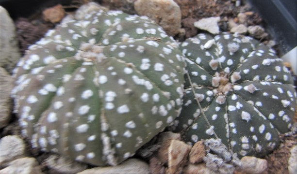 Astrophytum <br>asterias kabuto 