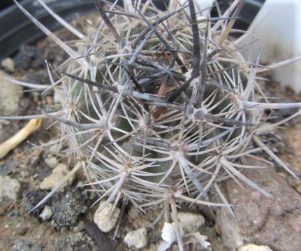 Eriosyce <br>coimasensis robusta