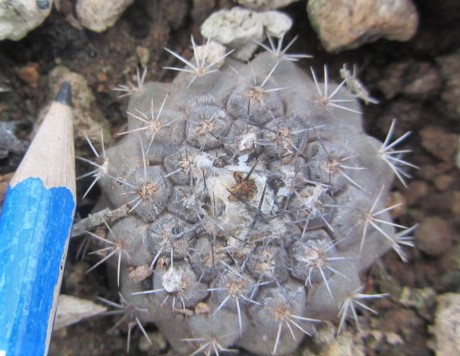 Copiapoa <br>hypogea aff 