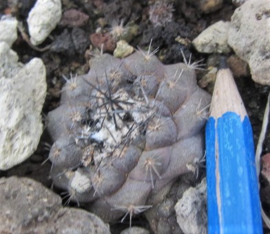 Copiapoa <br>hypogea aff 