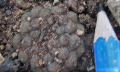 Copiapoa <br>hypogea aff barquitensis