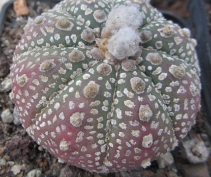 Astrophytum <br>asterias kabuto 