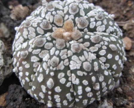 Astrophytum <br>asterias f3 x capas