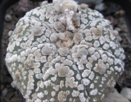 Astrophytum <br>asterias kabuto