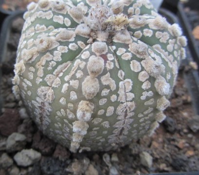Astrophytum <br>asterias kabuto x capas