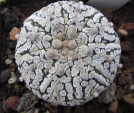 Astrophytum <br>asterias kabuto