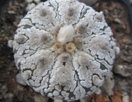Astrophytum <br>asterias kabuto