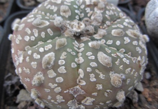Astrophytum <br>asterias kabuto