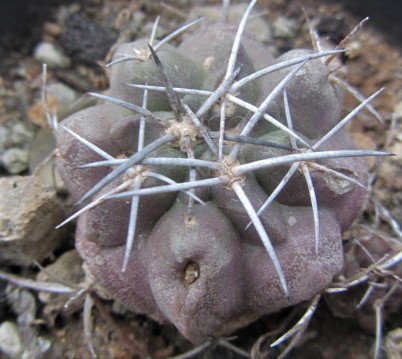 Copiapoa <br>coquimbana v. vallenarensis