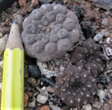 Copiapoa <br>hypogea aff barquitensis