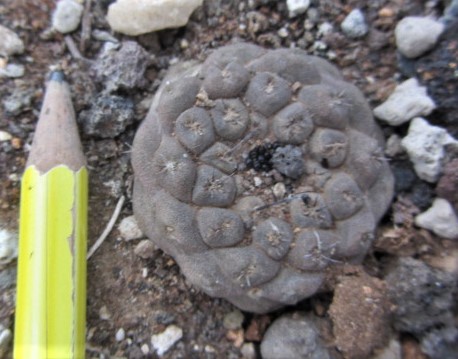 Copiapoa <br>hypogea aff barquitensis