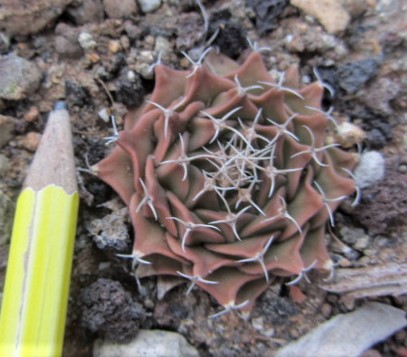 Obregonia <br>denegri